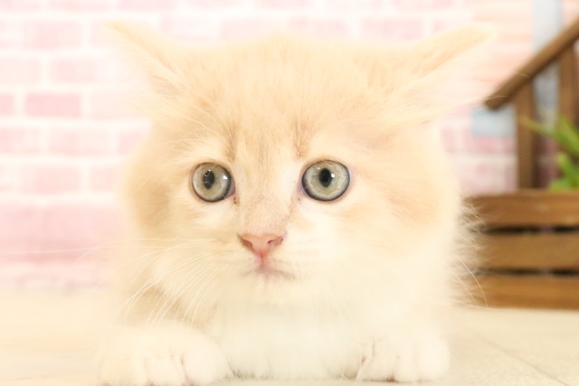 新潟県のラガマフィン (Coo&RIKU新潟西店/2025年3月29日生まれ/男の子/クリームタビーホワイト)の子猫