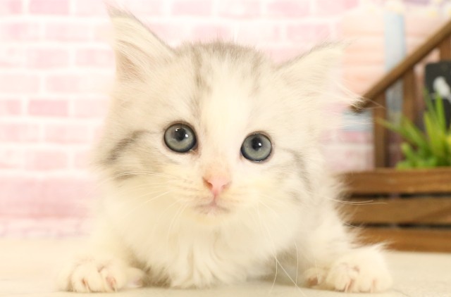福岡県のマンチカン (Coo&RIKU福岡西店/2025年3月28日生まれ/男の子/シルバータビーホワイト)の子猫