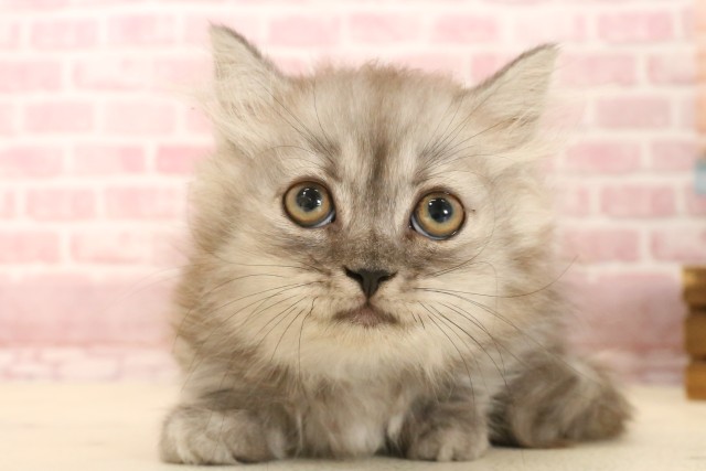 山口県のミヌエット (Coo&RIKUシーモール下関店/2025年3月15日生まれ/男の子/ブラックスモーク)の子猫