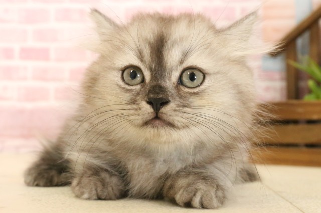 島根県のミヌエット (Coo&RIKU出雲店/2025年3月15日生まれ/男の子/ブラックスモーク)の子猫