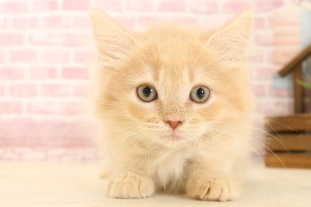 広島県のサイベリアン (Coo&RIKU広島北店/2025年3月11日生まれ/男の子/クリームタビー)の子猫