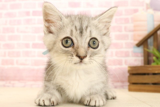 熊本県のマンチカン (Coo&RIKU熊本店/2025年3月10日生まれ/男の子/シルバータビー)の子猫