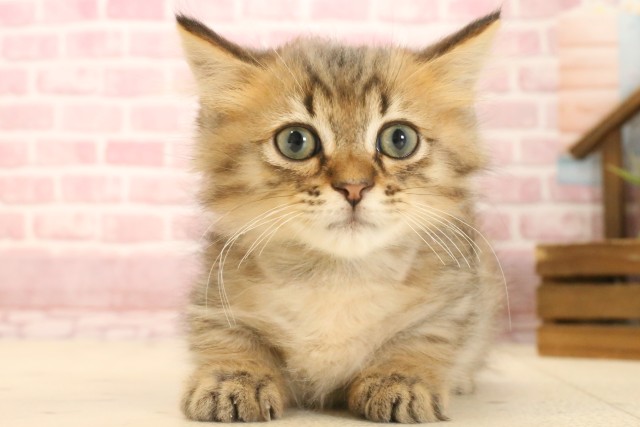 徳島県のミヌエット (Coo&RIKU徳島店/2025年3月8日生まれ/男の子/ブラウンタビー)の子猫