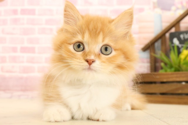 福岡県のマンチカン (Coo&RIKU小倉店/2025年3月7日生まれ/男の子/レッドタビーホワイト)の子猫