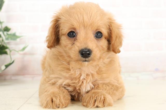 新潟県のハーフ犬・ミックス犬 (Coo&RIKU新潟西店/2025年3月29日生まれ/女の子/アプリコット)の子犬