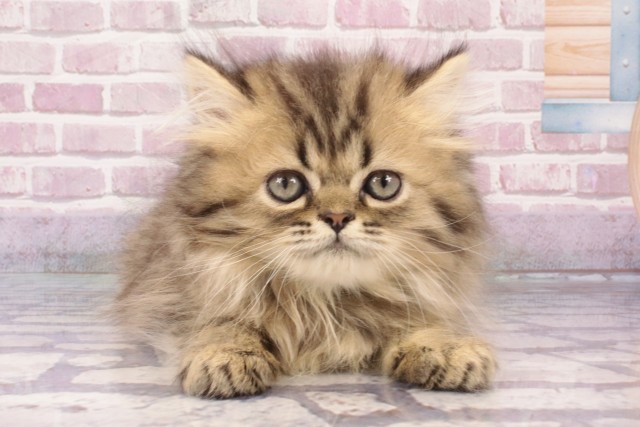 京都府のペルシャ (Coo&RIKU京都店/2025年3月29日生まれ/男の子/チンチラゴールデン)の子猫