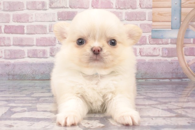 大阪府のチワワ(ロング) (Coo&RIKU梅田店/2025年3月25日生まれ/男の子/クリームホワイト)の子犬