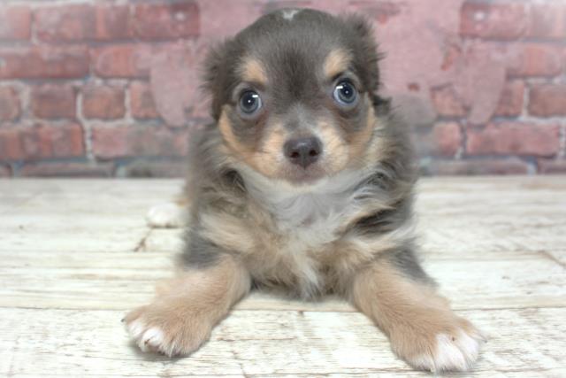 北海道のチワワ(ロング) (Coo&RIKU室蘭店/2025年3月28日生まれ/男の子/ブルーフォーン)の子犬