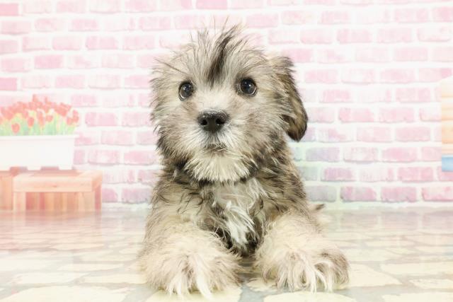 北海道のハーフ犬・ミックス犬 (Coo&RIKU岩見沢店/2025年3月25日生まれ/男の子/ソルトペッパー)の子犬