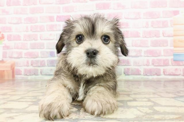 北海道のハーフ犬・ミックス犬 (Coo&RIKU帯広店/2025年3月25日生まれ/女の子/ソルトペッパー)の子犬