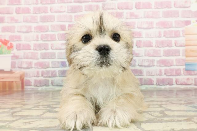 青森県のハーフ犬・ミックス犬 (Coo&RIKU八戸店/2025年3月25日生まれ/女の子/ウィートン)の子犬