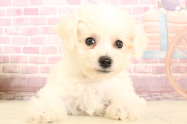 福岡県のビションフリーゼ (Coo&RIKU福岡東店/2025年1月22日生まれ/女の子/ホワイト)の子犬