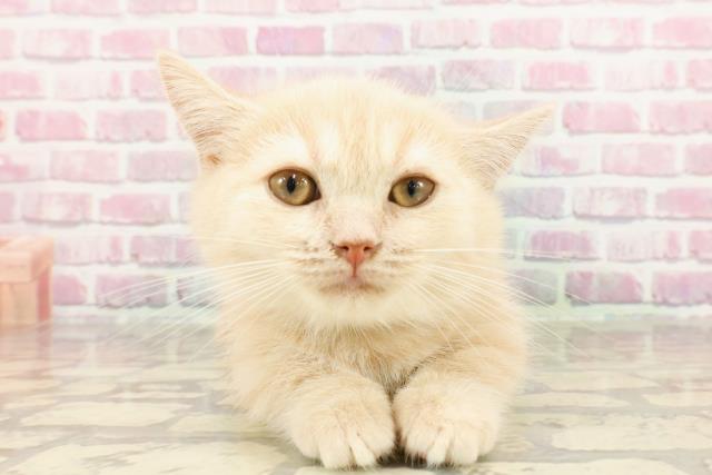 岡山県のマンチカン (Coo&RIKU岡山店/2025年2月27日生まれ/女の子/クリームタビー)の子猫