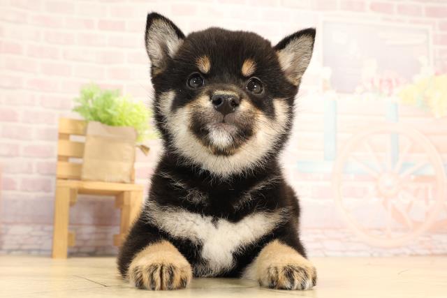 愛知県の豆柴 (Coo&RIKU名古屋滝ノ水店/2025年3月29日生まれ/男の子/黒)の子犬