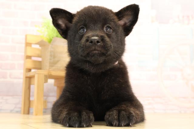 甲斐犬