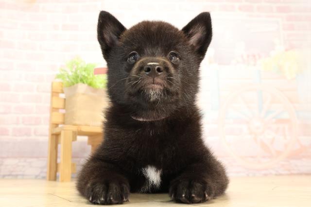 愛知県の甲斐犬 (Coo&RIKU名古屋滝ノ水店/2025年3月28日生まれ/女の子/黒虎)の子犬