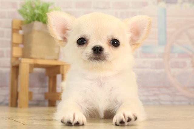 三重県のチワワ(ロング) (Coo&RIKU四日市店/2025年3月23日生まれ/女の子/クリーム)の子犬