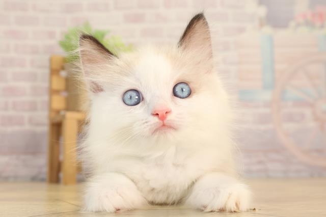 愛知県のラグドール (Coo&RIKU名古屋滝ノ水店/2025年3月28日生まれ/男の子/シールポイントバイカラー)の子猫