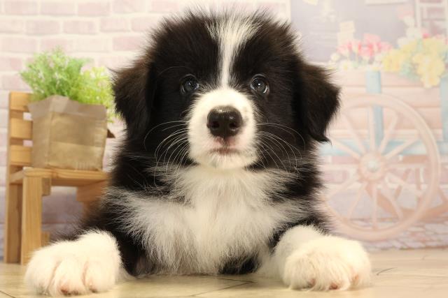 愛知県のボーダーコリー (Coo&RIKU豊田店/2025年3月30日生まれ/男の子/ブラックホワイト)の子犬