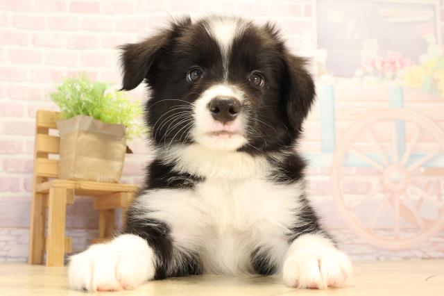 愛知県のボーダーコリー (Coo&RIKU東海店/2025年3月30日生まれ/男の子/ブラックホワイト)の子犬