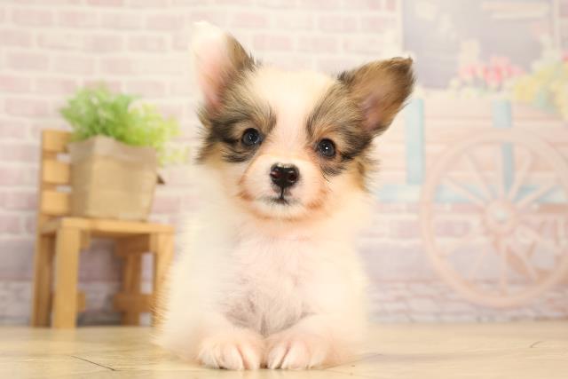 愛知県のパピヨン (Coo&RIKU豊田店/2025年3月29日生まれ/女の子/ホワイトブラウン)の子犬