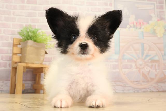 三重県のパピヨン (Coo&RIKU四日市店/2025年3月29日生まれ/男の子/トライカラー)の子犬