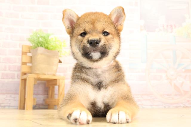 愛知県の柴犬(標準サイズ) (Coo&RIKU名古屋中川店/2025年3月30日生まれ/女の子/赤)の子犬