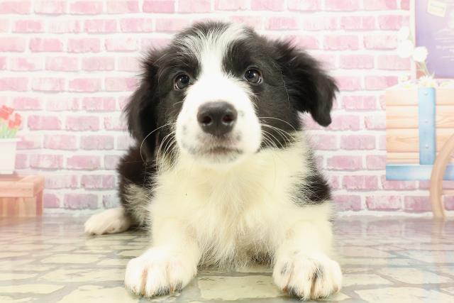 茨城県のボーダーコリー (Coo&RIKU日立店/2025年3月24日生まれ/男の子/ブラックホワイト)の子犬