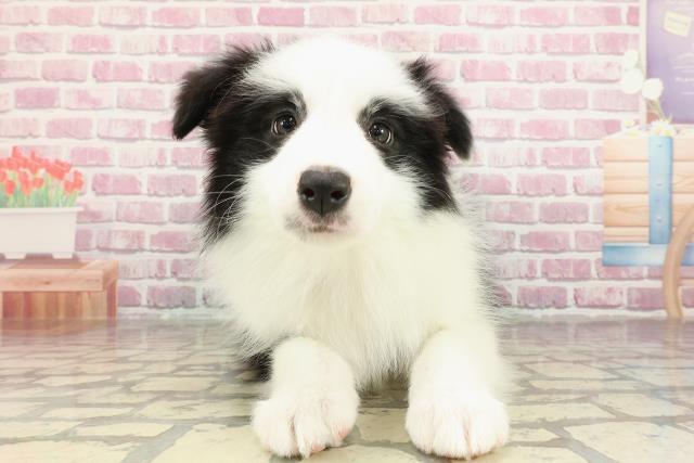 東京都のボーダーコリー (Coo&RIKU江戸川店/2025年3月26日生まれ/女の子/ブラックホワイト)の子犬