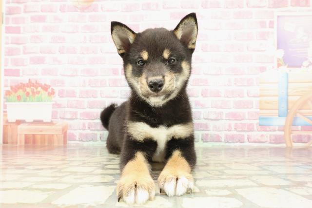 柴犬