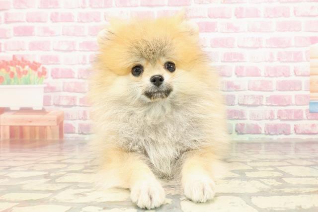 埼玉県のポメラニアン (Coo&RIKU川越店/2025年2月27日生まれ/男の子/オレンジ)の子犬