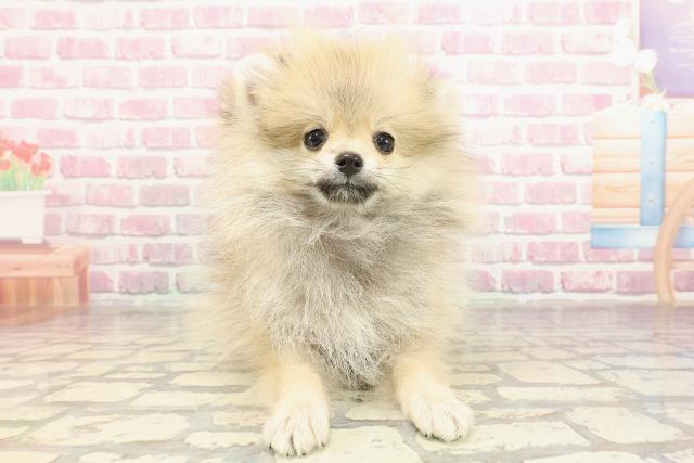 埼玉県のポメラニアン (Coo&RIKU桶川店/2025年2月27日生まれ/女の子/オレンジ)の子犬