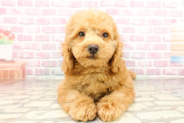 茨城県のトイプードル(トイ) (Coo&RIKU日立店/2025年3月20日生まれ/男の子/アプリコット)の子犬