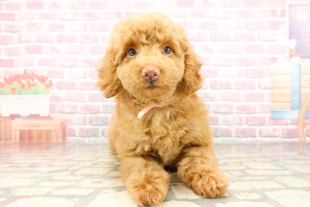 埼玉県のトイプードル(トイ) (Coo&RIKU春日部店/2025年3月20日生まれ/女の子/アプリコット)の子犬