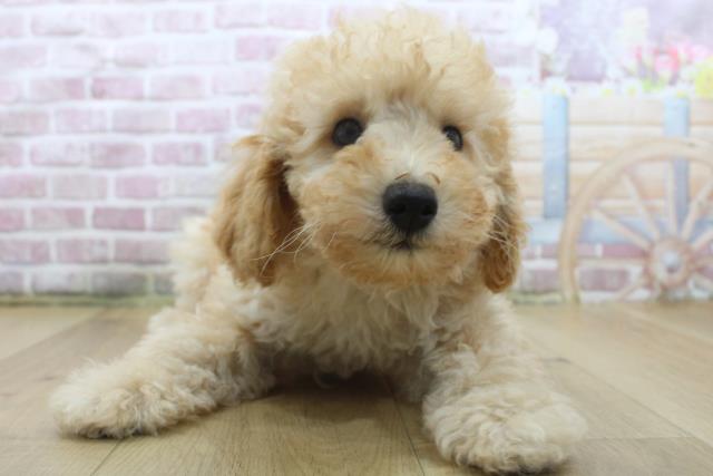 福島県のトイプードル(トイ) (Coo&RIKUいわき店/2025年3月25日生まれ/男の子/アプリコット)の子犬