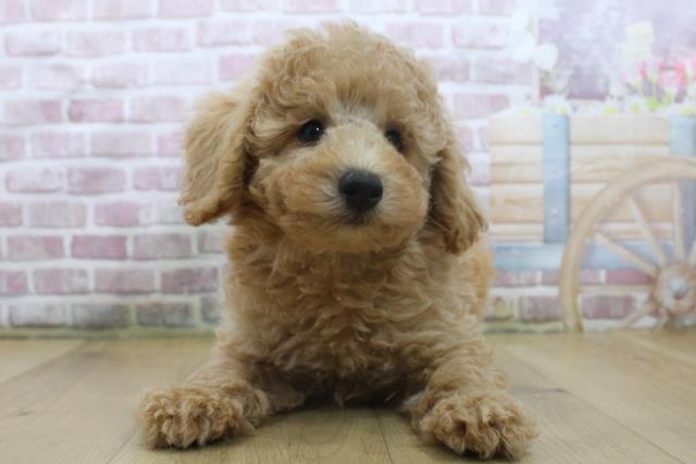 岩手県のトイプードル(トイ) (Coo&RIKU一関店/2025年3月25日生まれ/男の子/アプリコット)の子犬