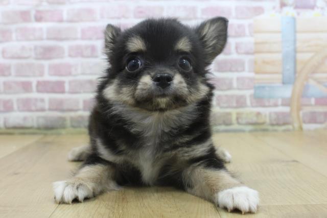 福島県のチワワ(ロング) (Coo&RIKU郡山店/2025年3月27日生まれ/男の子/ブラックタンホワイト)の子犬