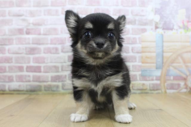 山形県のチワワ(ロング) (Coo&RIKU山形店/2025年3月27日生まれ/女の子/ブラックタンホワイト)の子犬