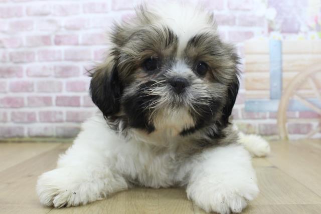 宮城県のシーズー (Coo&RIKU仙台太白店/2025年3月27日生まれ/男の子/ゴールドホワイト)の子犬