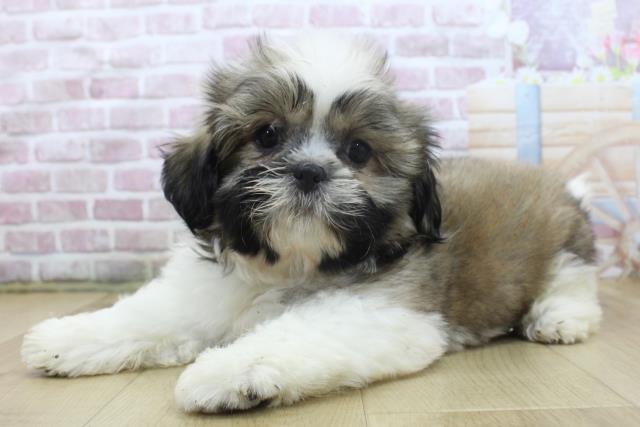 宮城県のシーズー (Coo&RIKU仙台太白店/2025年3月27日生まれ/男の子/ゴールドホワイト)の子犬の2枚目の画像
