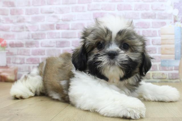 宮城県のシーズー (Coo&RIKU仙台太白店/2025年3月27日生まれ/男の子/ゴールドホワイト)の子犬の3枚目の画像