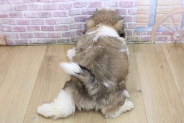 宮城県のシーズー (Coo&RIKU仙台太白店/2025年3月27日生まれ/男の子/ゴールドホワイト)の子犬の4枚目の画像