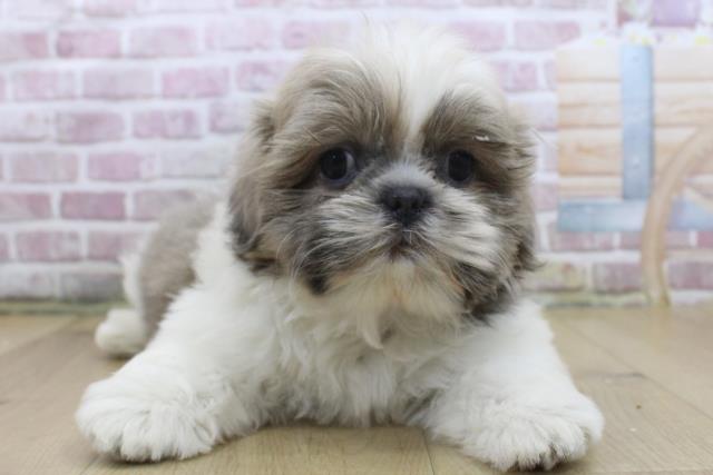 福島県のシーズー (Coo&RIKU郡山店/2025年3月27日生まれ/女の子/グレーホワイト)の子犬