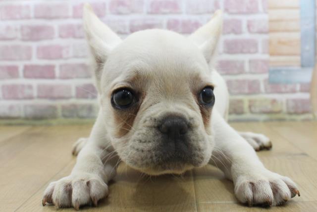 福島県のフレンチブルドッグ (Coo&RIKU福島店/2025年3月27日生まれ/男の子/クリーム)の子犬