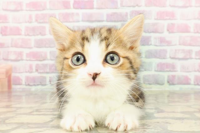 埼玉県のマンチカン (Coo&RIKU岩槻店/2025年3月25日生まれ/男の子/ブラウンタビーホワイト)の子猫