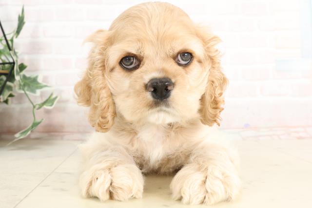 長崎県のアメリカンコッカースパニエル (Coo&RIKU大村店/2025年3月31日生まれ/男の子/バフ)の子犬