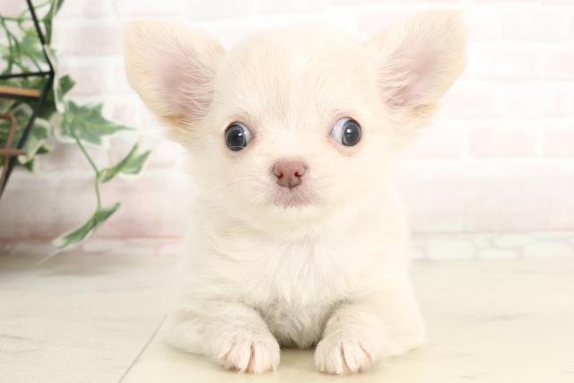 福岡県のチワワ(ロング) (Coo&RIKU黒崎店/2025年3月31日生まれ/女の子/クリーム)の子犬