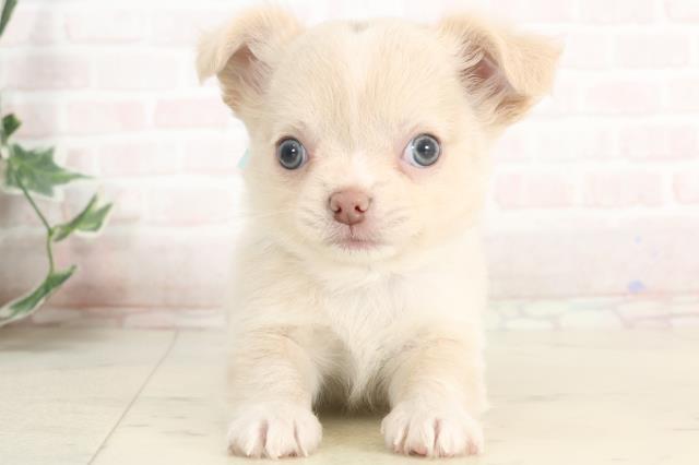 鹿児島県のチワワ(ロング) (Coo&RIKU鹿屋店/2025年3月31日生まれ/男の子/クリーム)の子犬