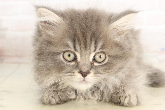 熊本県のサイベリアン (Coo&RIKUカリーノ玉名店/2025年3月22日生まれ/女の子/ブルースモークタビー)の子猫
