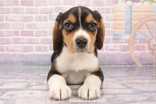 京都府のビーグル (Coo&RIKU舞鶴店/2025年3月30日生まれ/女の子/ブラックタンホワイト)の子犬